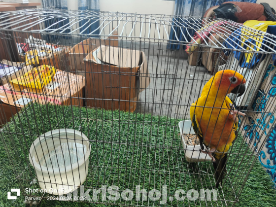 Sun Conure & Red Headed Green Factor Lory